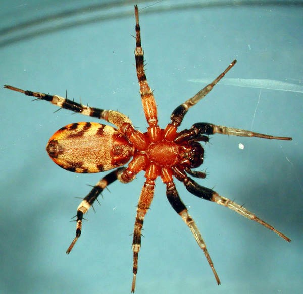 [Bild: orange_spider.jpg]